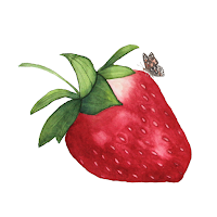 my giant strawberry, strawberry illustration, butterfly, watercolor, Anne Butera