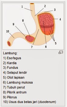 http://id.wikipedia.org/wiki/Lambung