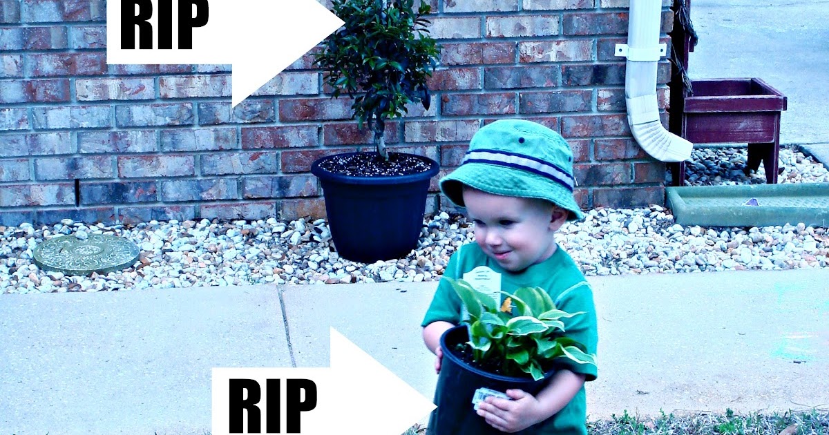 Little Moments Real Dirt, Fake Flowers