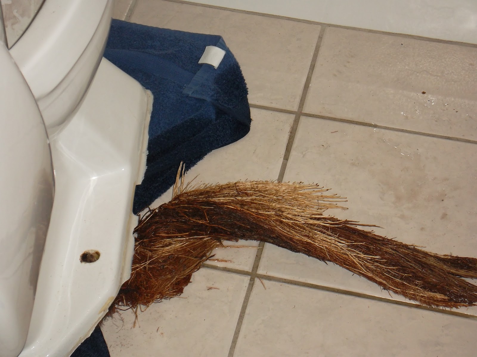 Transcribed and Translated Tree roots in your toilet?