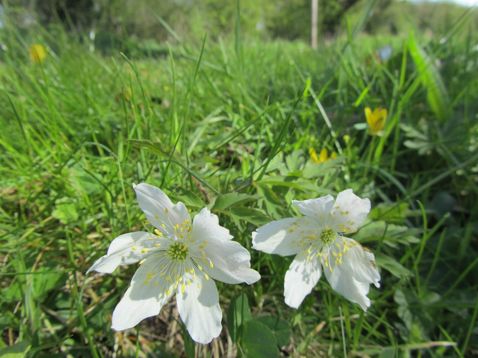 Narrowboat Armadillo Flowers and clouds.