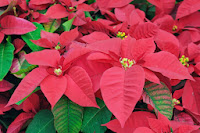 Poinsettias flowers