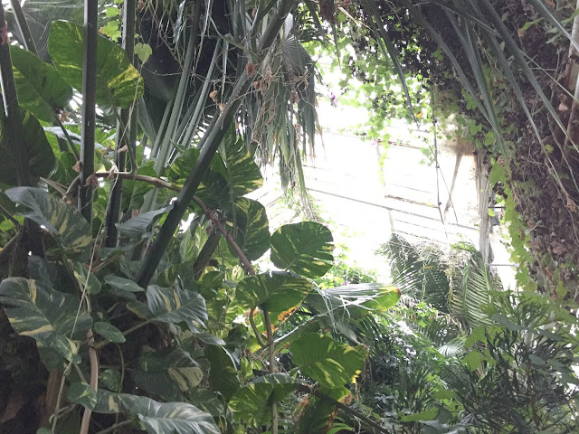 Foliage in the hot house