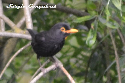 Melro-preto - Turdus merula