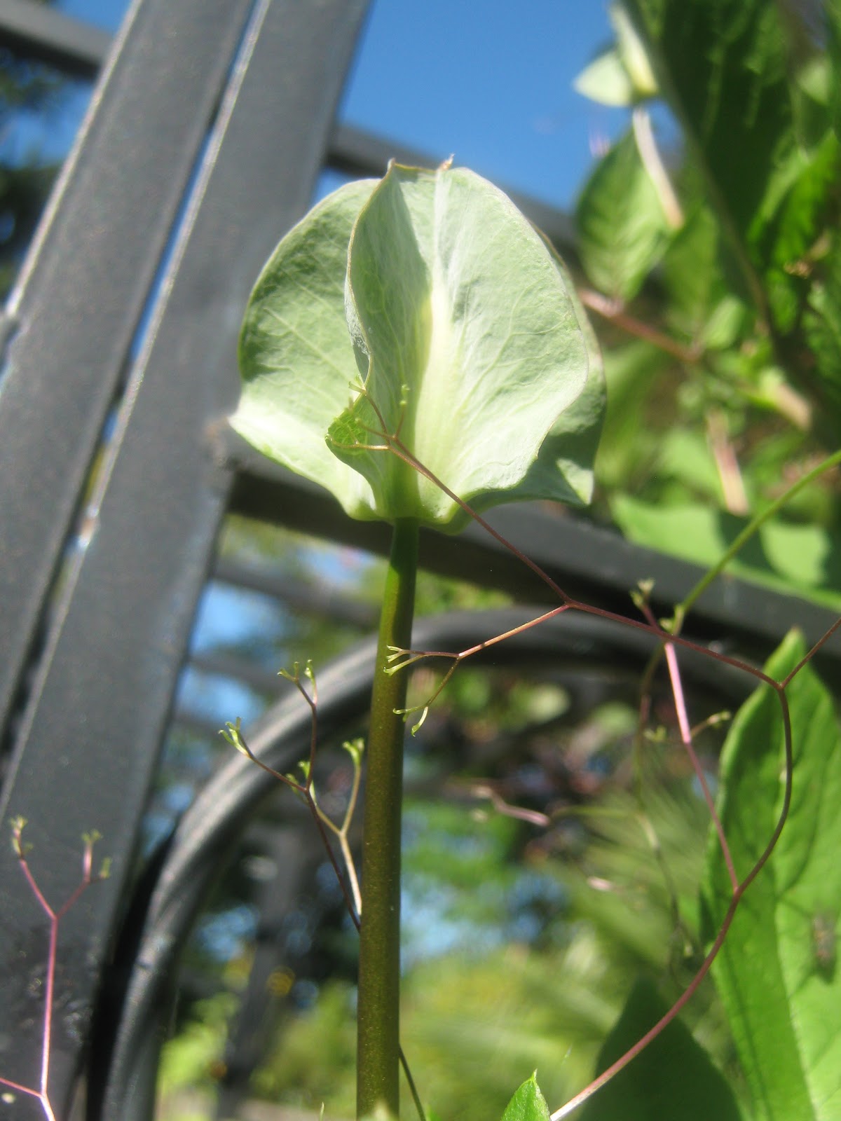 Rindy Mae Cup & Saucer Vine