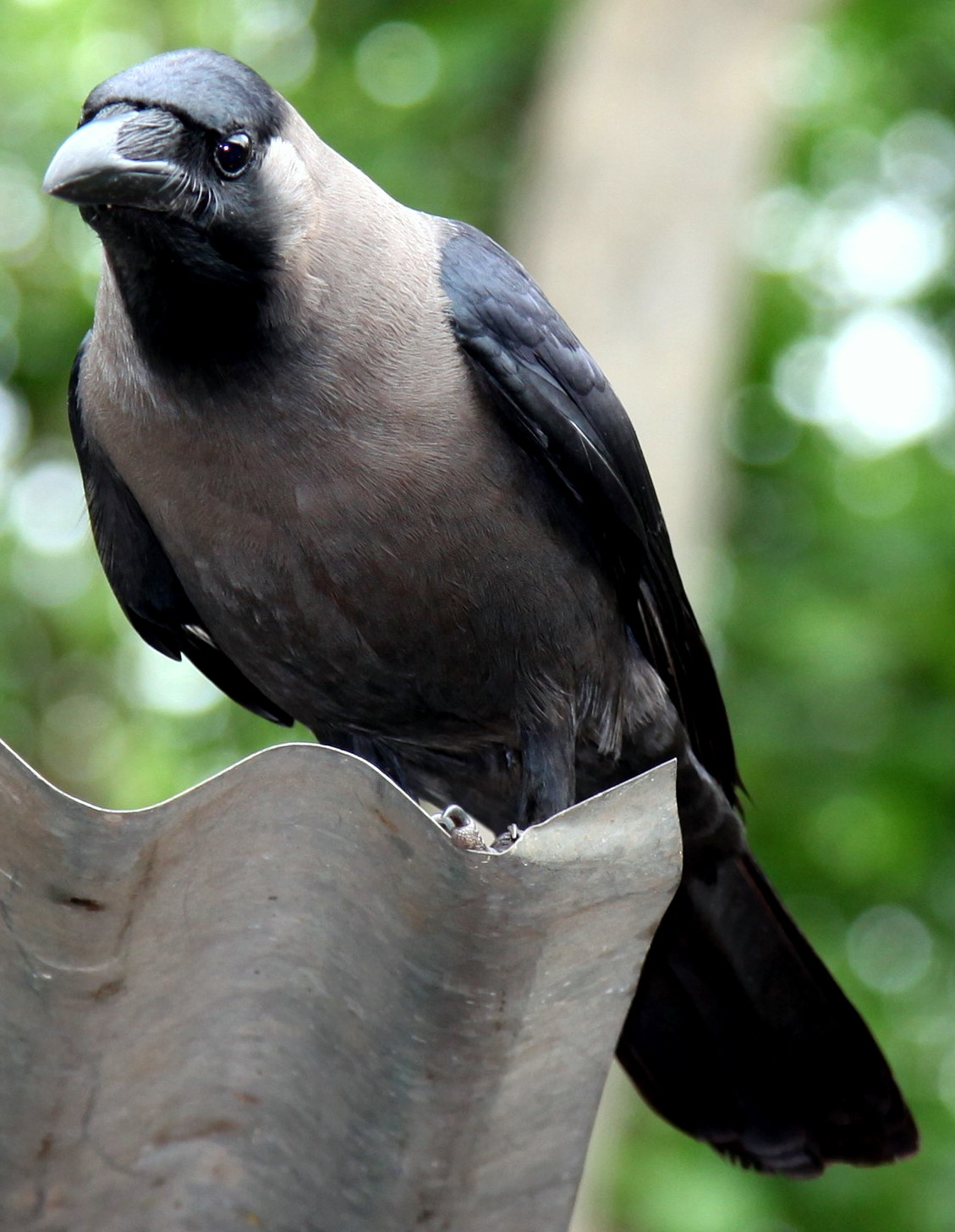 INDIAN CROW Swami's Indology Blog