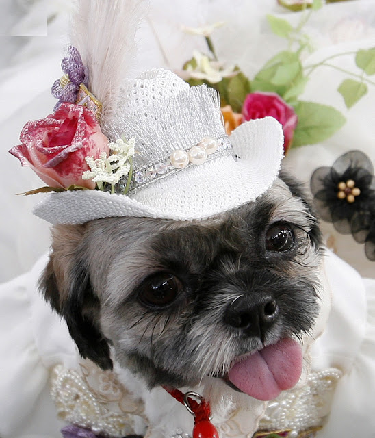 All List Of Different Dogs Breeds Wedding Dresses For Dogs