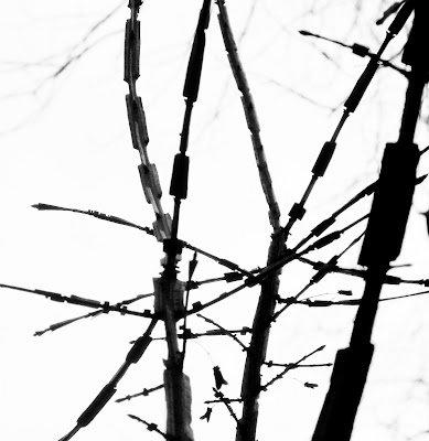 Brambles, along The Paugussett Trail Monroe CT Brambles, along The Paugussett Trail Monroe CT