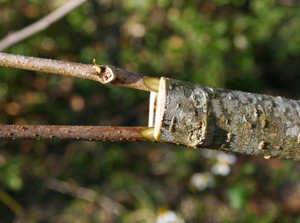 Cambium+Layer+Grafting Next I tied it up tightly to pull the cambium layers together.