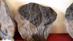 Algues fossilisées