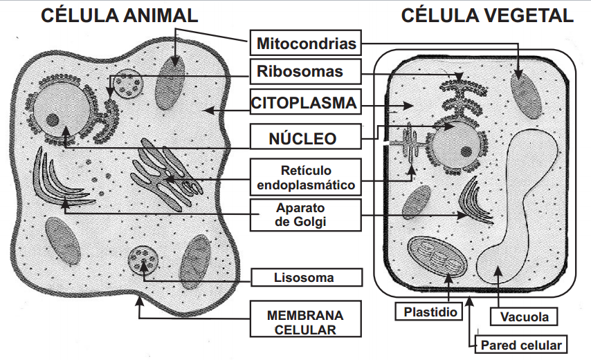 IMAGEN Celula Vegetal y animal.-