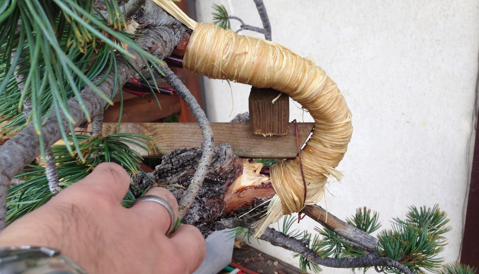 Branch Work Branch and trunk bending techniques