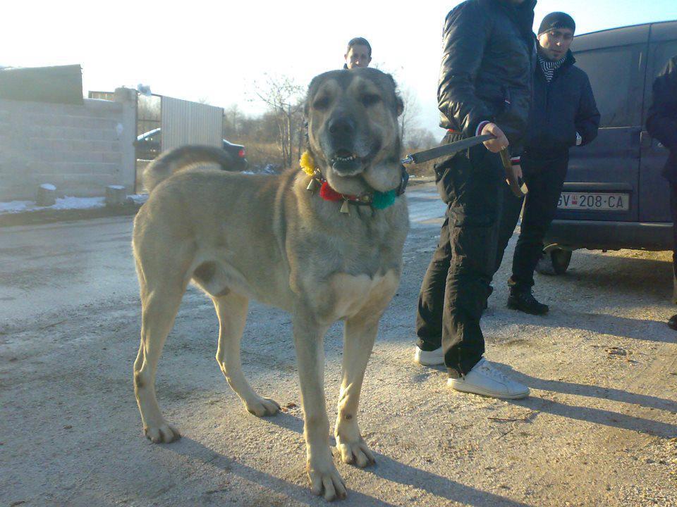 karabas kangal KANGALLAR ALEMİ