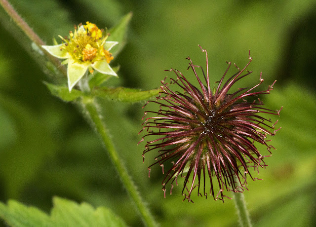 Wood Avens, Geum urbanum.  Fruit.  Jubilee Country Park, 15 June 2012.