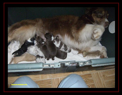 australian shepherd puppies