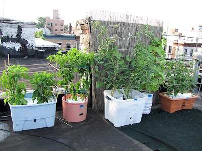 Bucolic Bushwick Rooftop Vegetable Garden 2011