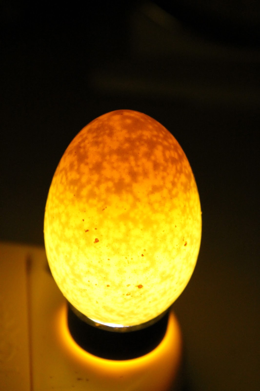 Homers Homestead The Back Garden Poultry Hatcher Candling Eggs on day 11