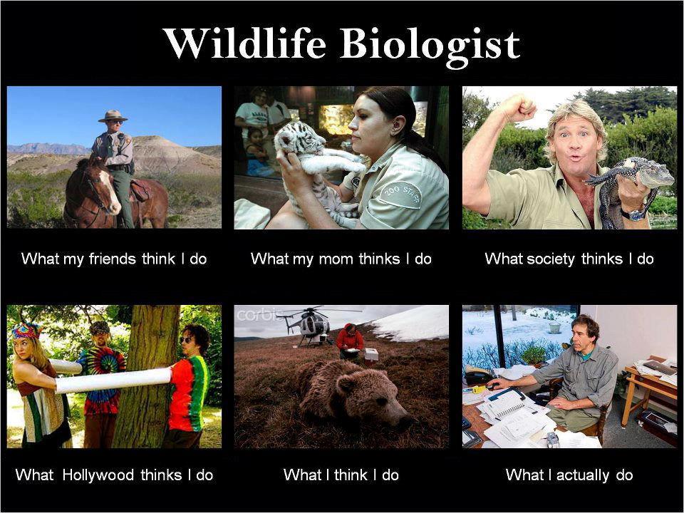 wildlife biologist Wildlife+Biologist.jpg Wildlife biologist