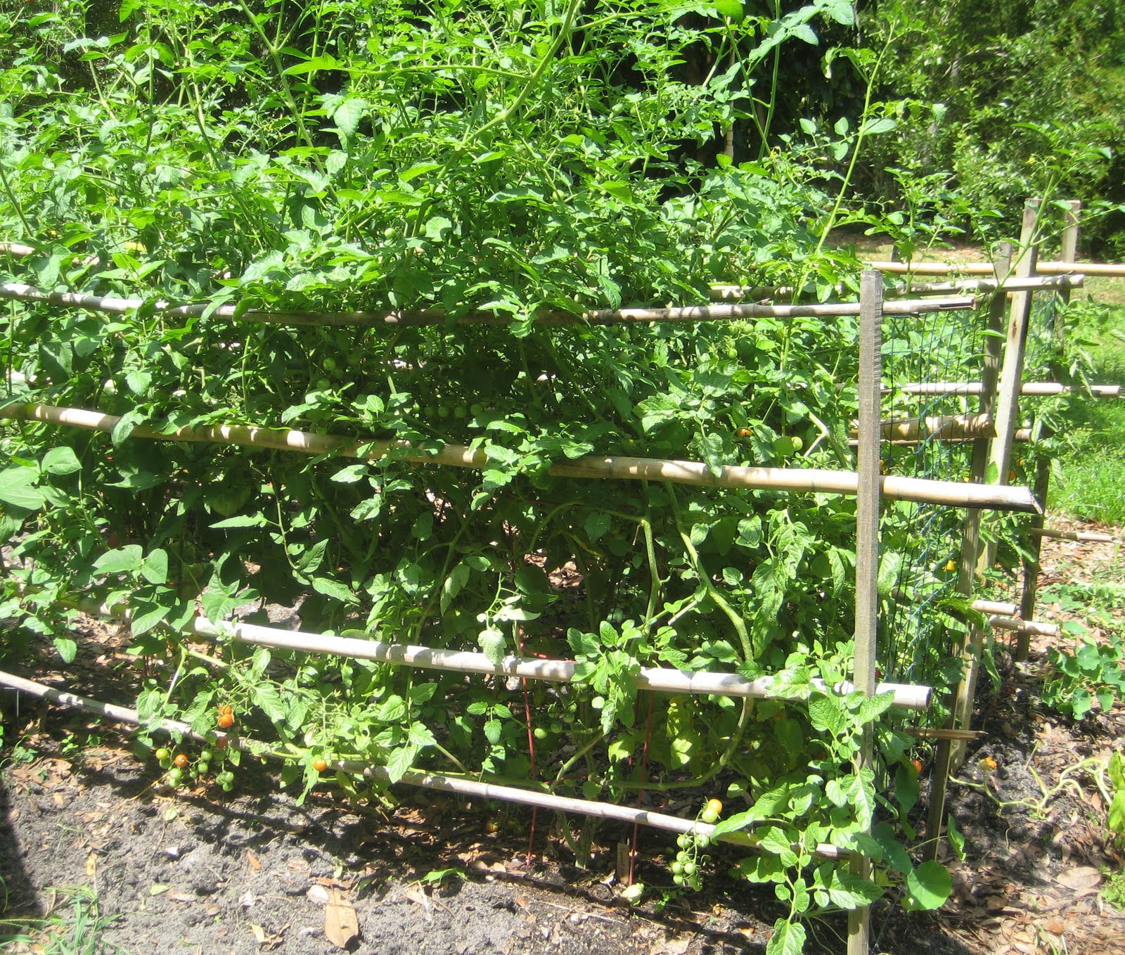 floridacreate 'Summer Time'... and the Plants are Growing.....