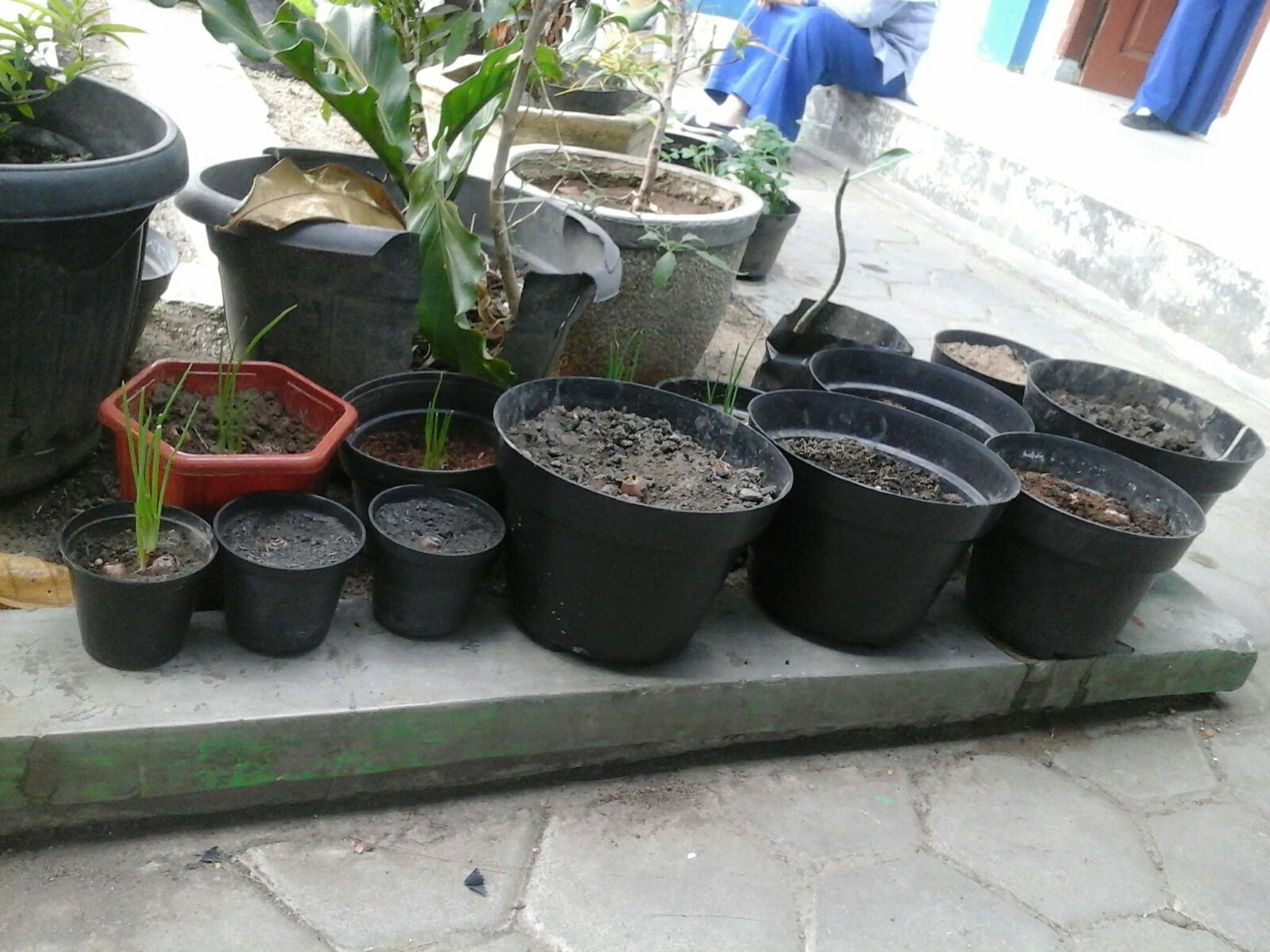 Kelas 3 Praktikum Pertumbuhan Dan Perkembangan Tanaman Bawang Merah Dan Bawang Putih Sdu Daar El Dzikir