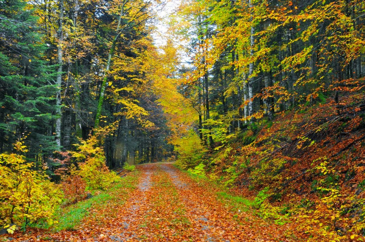 Selva de IRATI - Pirineo Navarro