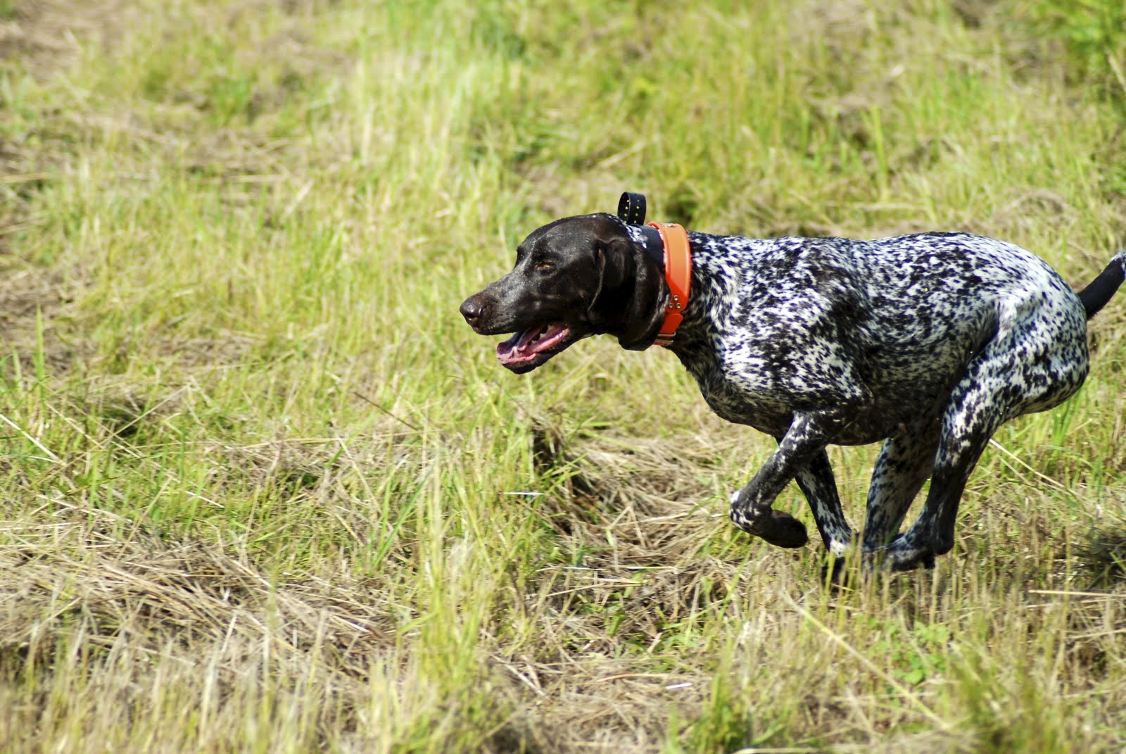 Adventures of a GSP Hunting Dog Preparing for the NAVHDA Utility Test
