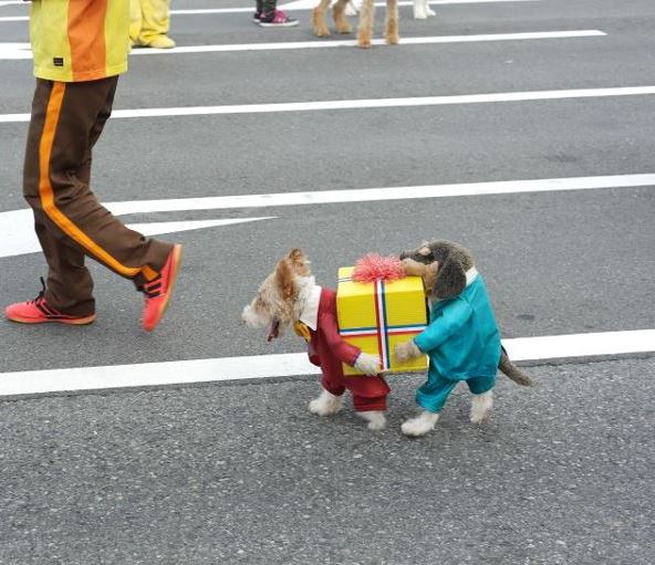 To Make You Laugh Best Dog Costume Ever!