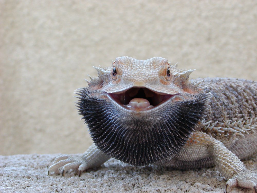 bearded-dragon-feces-1.jpg bearded-dragon-feces-1.jpg