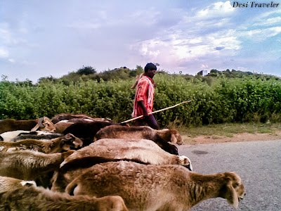 sheep on the road