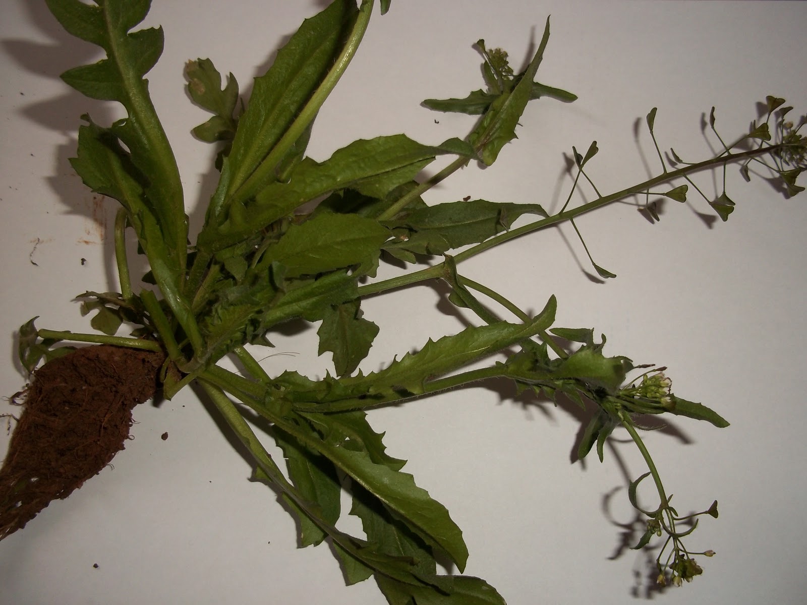 Foraging Shepherd's Purse and Homemade Shepherd's Purse Tincture Recipe