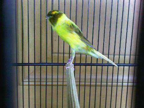 kenari kuning