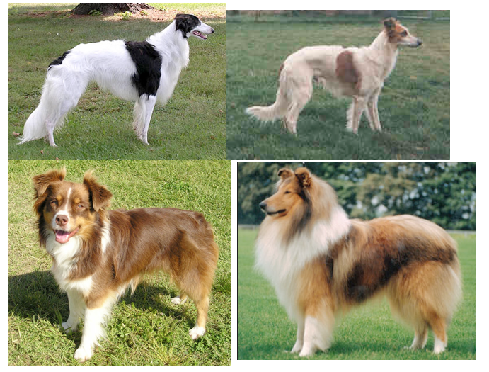 Herding Dog Breeds Dog Training Home Dog Types