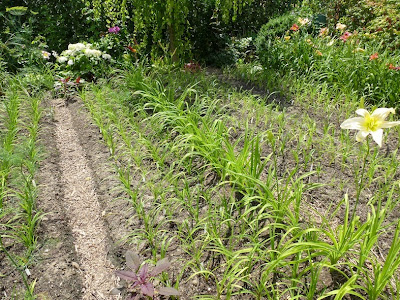 Gartenglück im Wandelgarten: Im Lausitzer Tagliliengarten