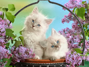 Cats wallpapers