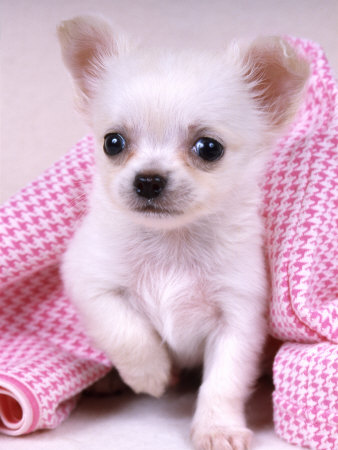 Chiwawa Puppies on Chihuahua Puppies   Pictures Of Puppies