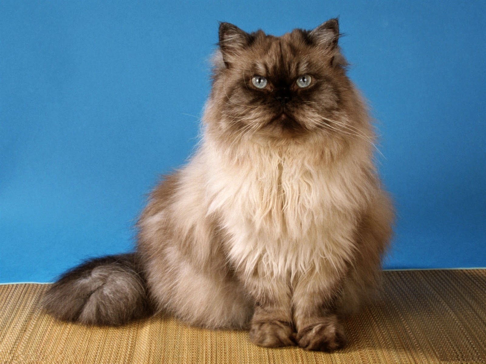 Himalayan Cat Desktop Hd High Definition Wallpapers Amazing