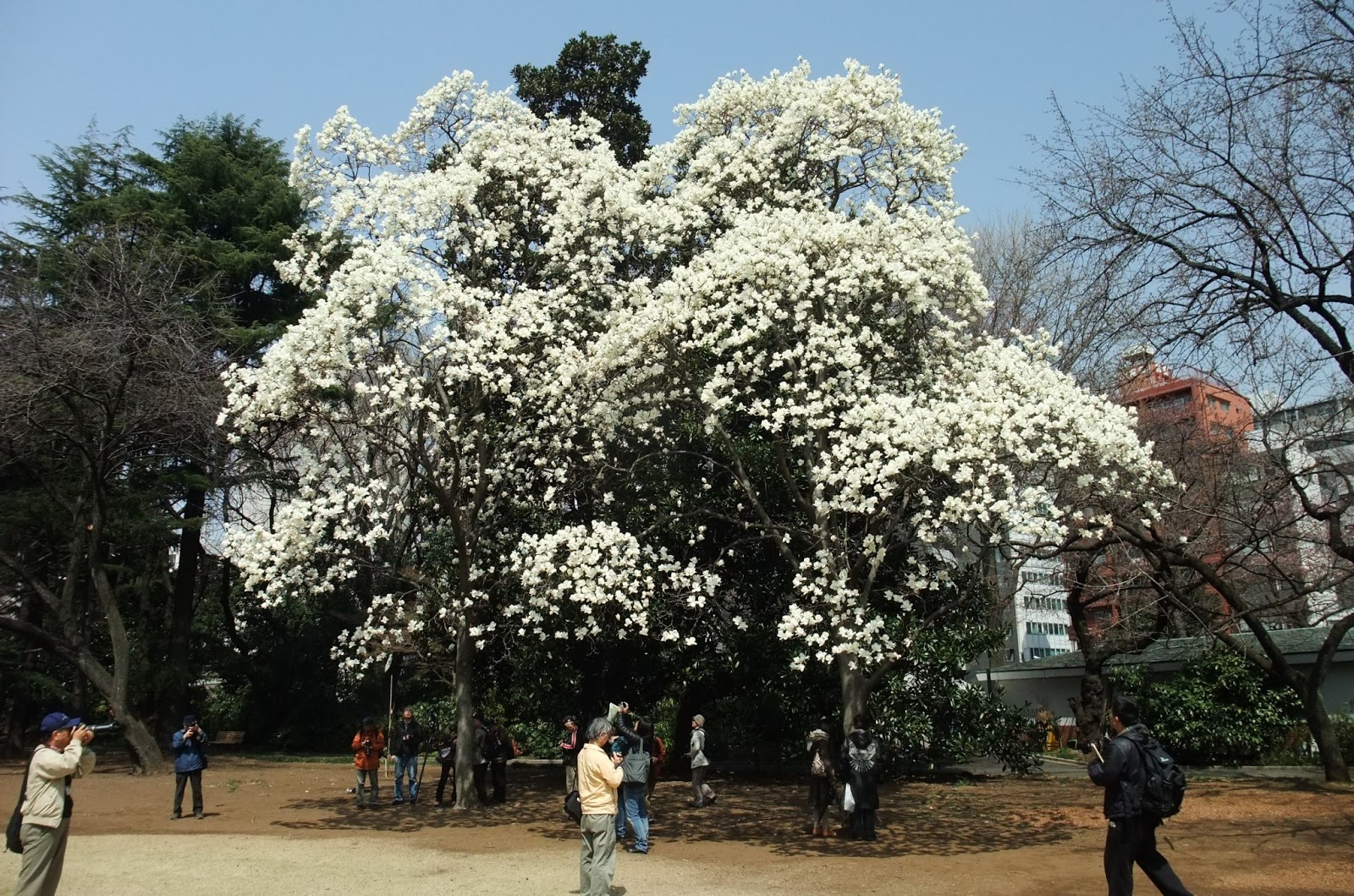 もうやん 旅の記憶 新宿御苑 早春から盛春へ 桜の花リレーと春の花々 早春の花たち