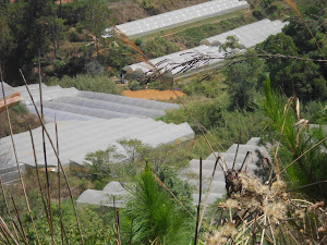 Nông trại hoa tươi đà lạt