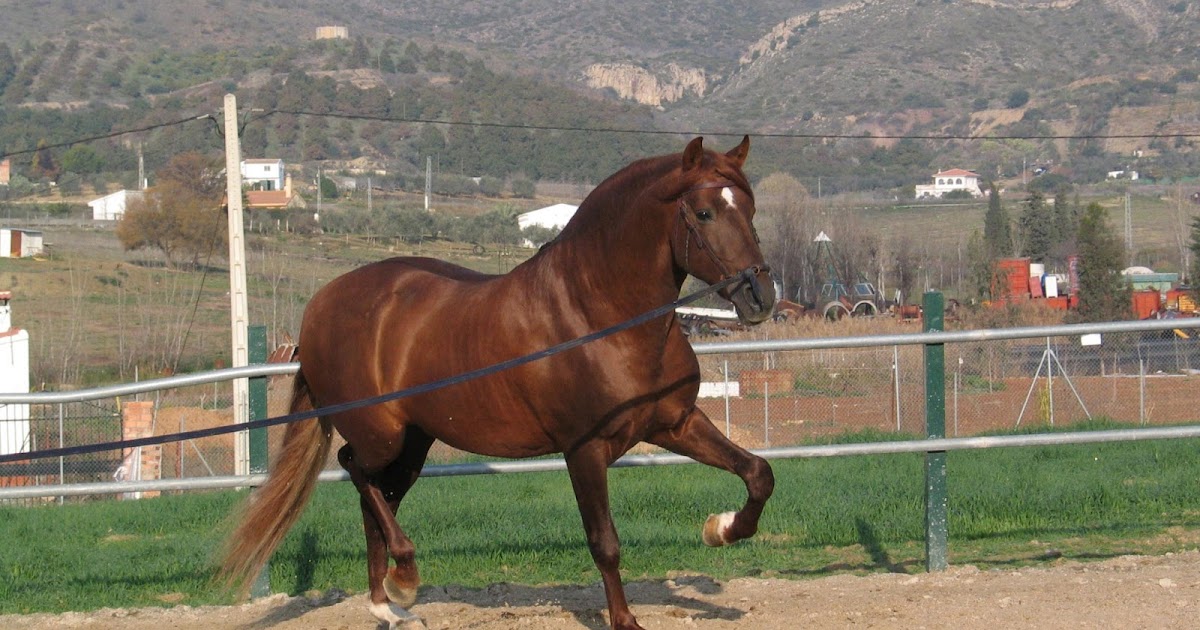 The Wallpapers: HD Horses