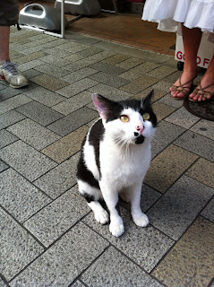 神楽坂の白黒猫