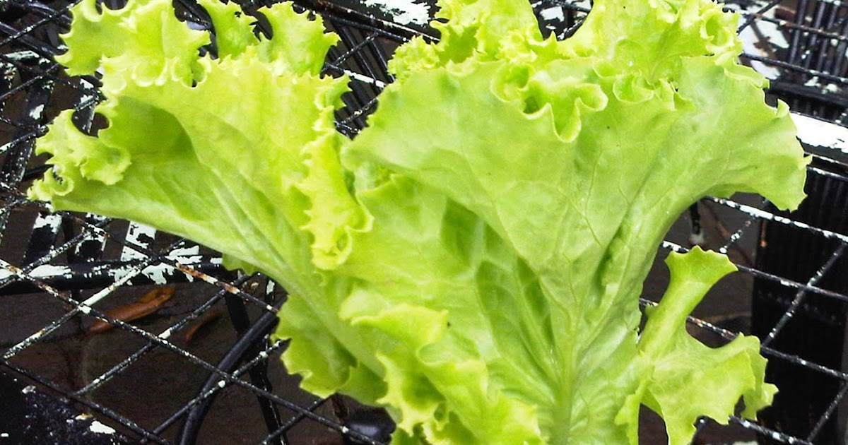 The Green Grocer Lettuce Cups!