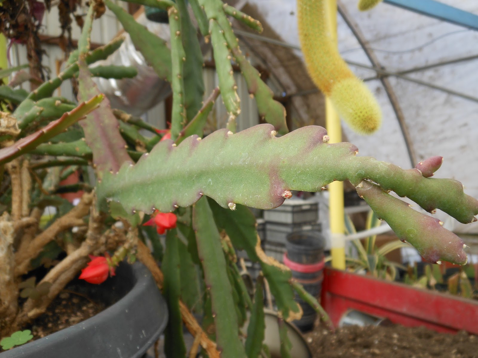 Trees That Please Nursery March 2013