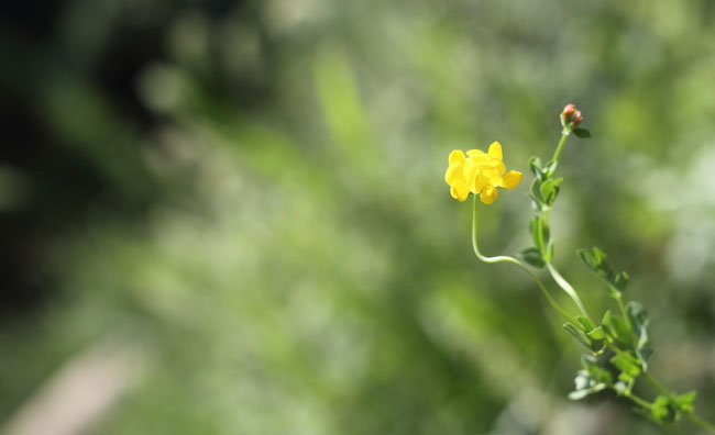 Birds-Foot Trefoil Flowers Birds-Foot Trefoil Flowers