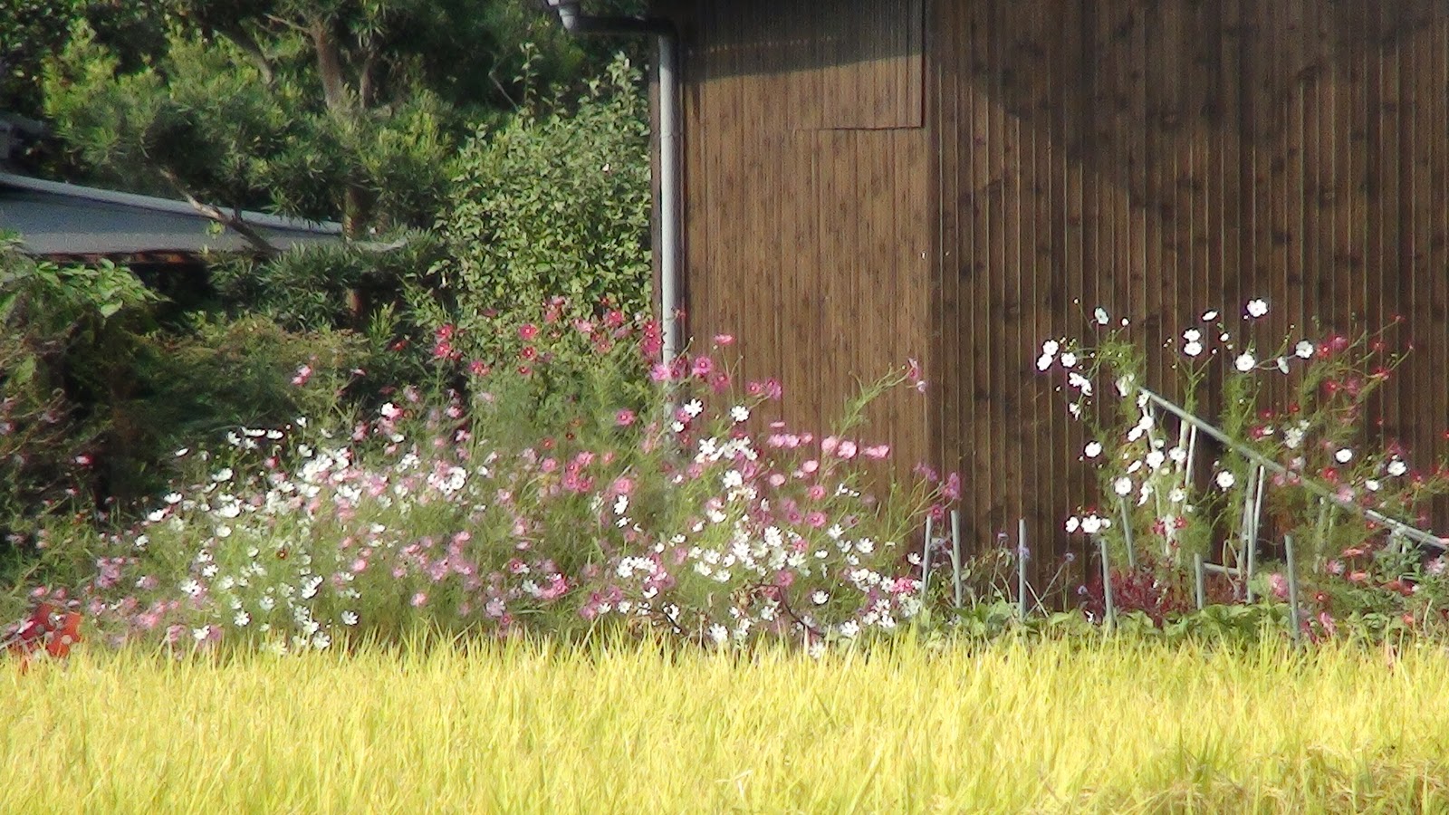 カンボジア語 日本語の翻訳 通訳 Danich Meaning Of Like