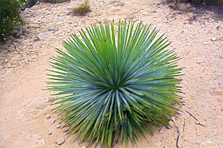 Real Yucca in the desert