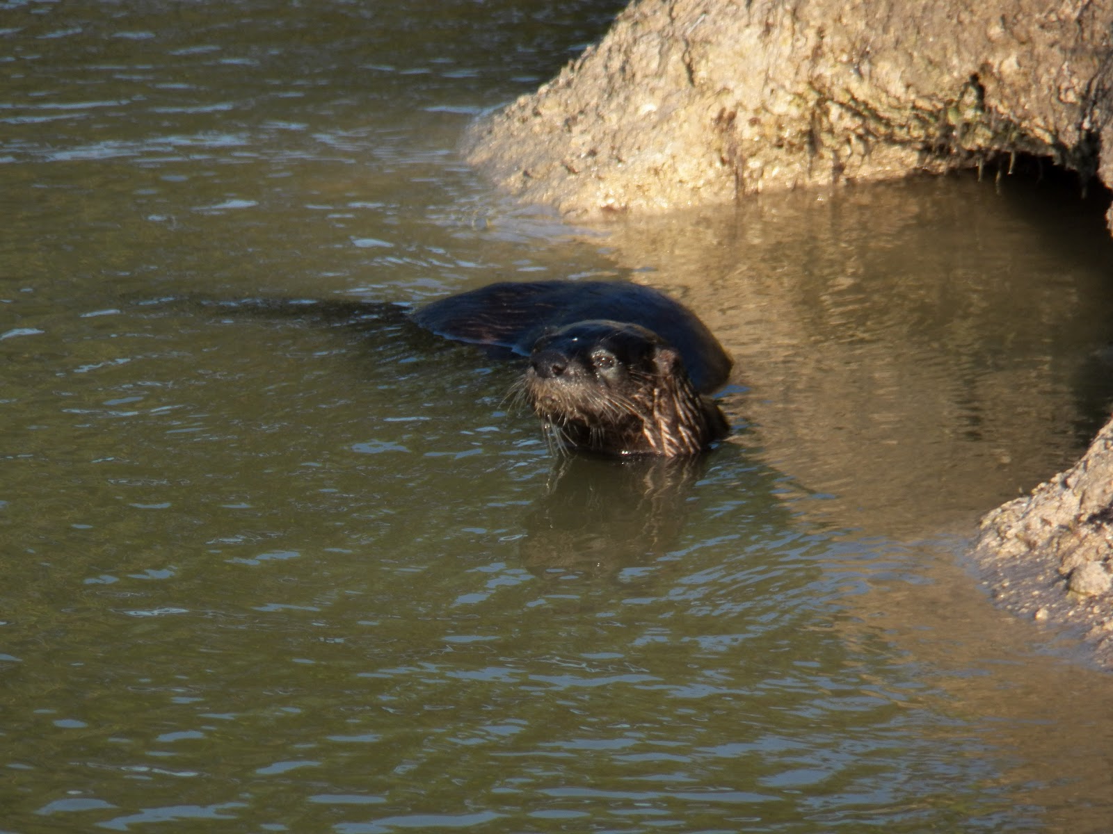 My Backyard Otters in the Pond