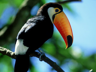 toco toucan wallpaper