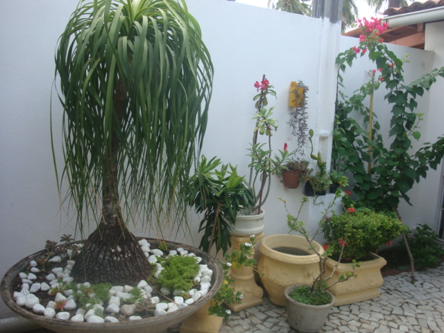 bogainvillea, estava num vaso, ai plantei no chão, já foi bogainvillea, estava num vaso, ai plantei no chão, já foi