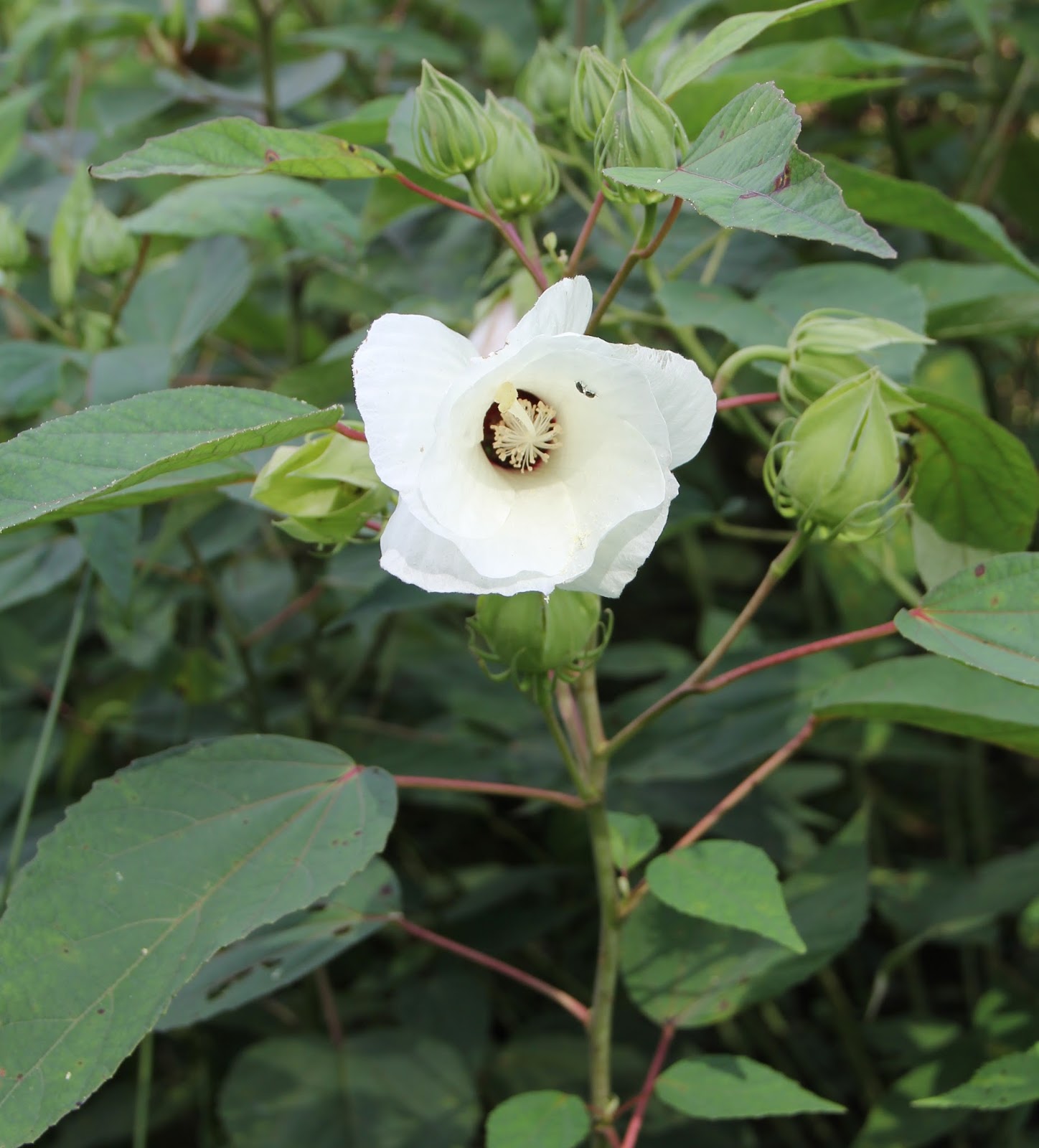 Hoot Owl Karma Marshmallow IS the New Hibiscus