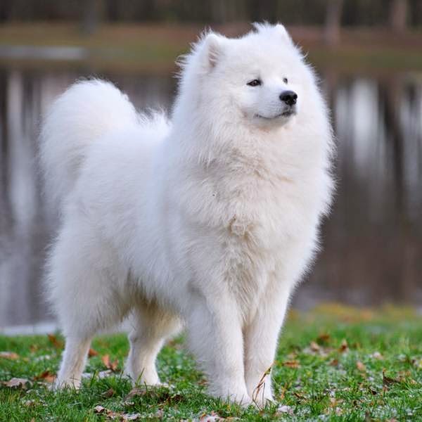 Samoyed Dog Breed Price Samoyed Dog Breed Price